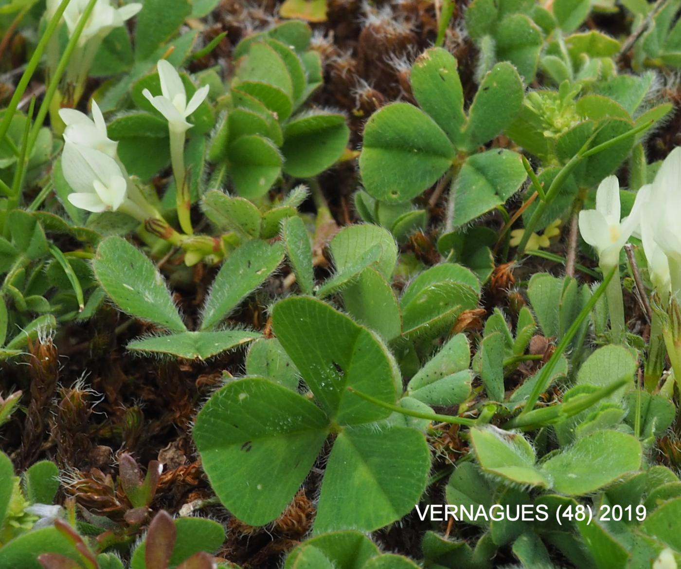 Clover, Subterranean leaf